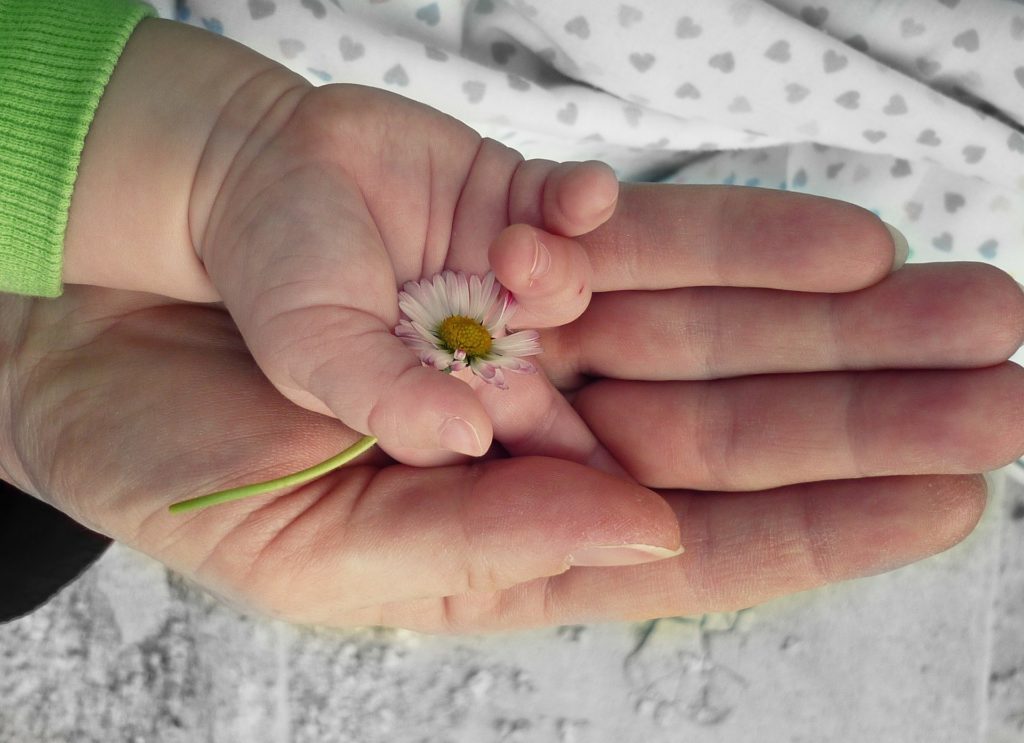 little and large hands holding a daisy